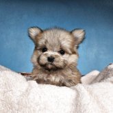 ポメマル(マルチーズ×ポメラニアン)