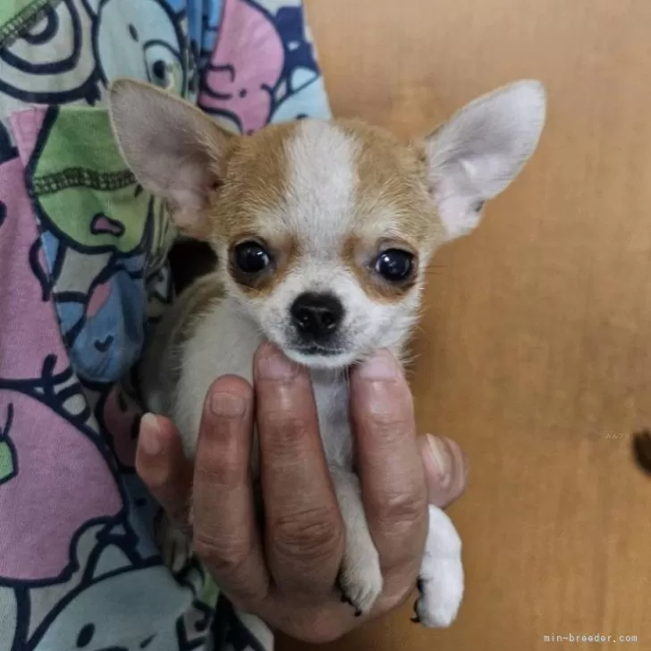ID：2406-03492の子犬