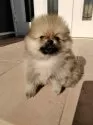 ポメラニアン【静岡県・男の子・2024年11月9日・ウルフセーブル】の写真10