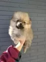 ポメラニアン【静岡県・男の子・2024年11月9日・ウルフセーブル】の写真11