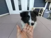 シェットランドシープドッグ【静岡県・男の子・2024年11月26日・バイブラック(ブラック&ホワイト)】の写真8
