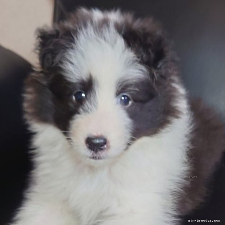 シェットランドシープドッグ【静岡県・女の子・2025年8月5日