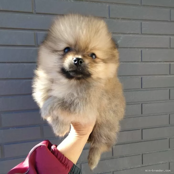 ID:2412-07309の子犬