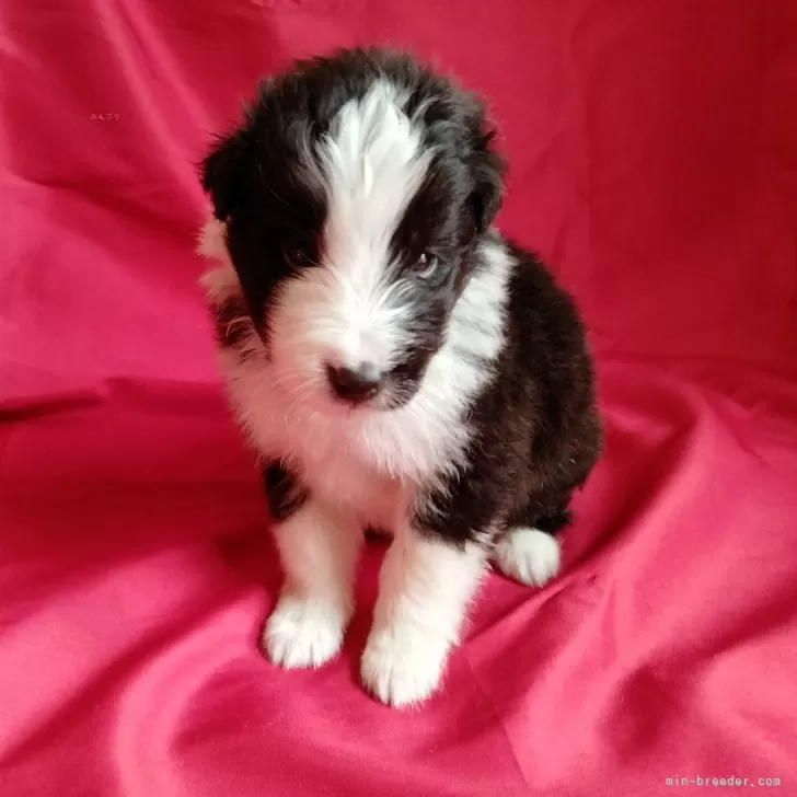 ID:2412-05022の子犬