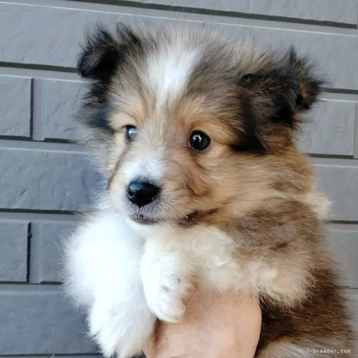 まちゃ 様のお迎えした子犬