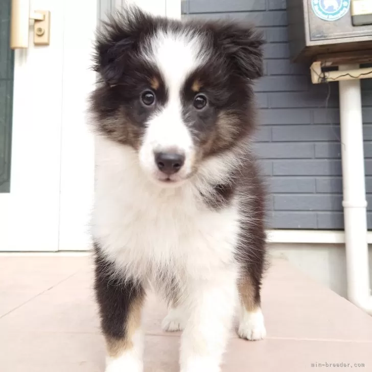 シェットランドシープドッグ【静岡県・女の子・2025年8月5日・トライ】の写真1「ボーダーコリーじゃないよ!」