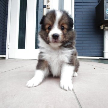 シェットランドシープドッグ【静岡県・男の子・2025年9月17日・セーブル&ホワイト】の写真「カッコいい男の子！」