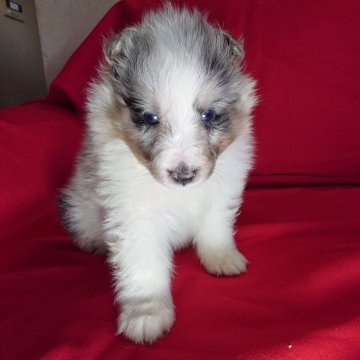 シェットランドシープドッグ【静岡県・男の子・2025年10月31日・ブルーマール】の写真「綺麗な男の子。お渡しの頃には超イケメンになります。」