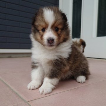 シェットランドシープドッグ【静岡県・女の子・2025年9月17日・セーブル&ホワイト】の写真「美人姉妹！両足靴下！」