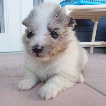 シェットランドシープドッグ【静岡県・男の子・2025年10月31日・ブルーマール】の写真「綺麗な男の子。残留するかも！」