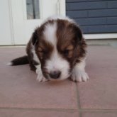 シェットランドシープドッグ