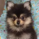 ポメラニアン