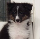 シェットランドシープドッグ