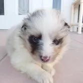 シェットランドシープドッグ