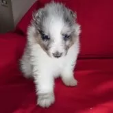 シェットランドシープドッグ