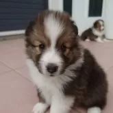 シェットランドシープドッグ