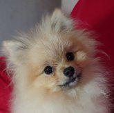 ポメラニアン