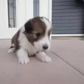 シェットランドシープドッグ