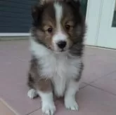 シェットランドシープドッグ