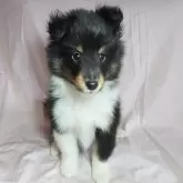 シェットランドシープドッグ