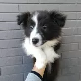 シェットランドシープドッグ【静岡県・男の子・2024年11月26日・バイブラック(ブラック&ホワイト)】の写真1