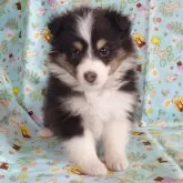 シェットランドシープドッグ