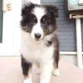 シェットランドシープドッグ【静岡県・女の子・2025年8月5日・トライ】の写真1「ボーダーコリーじゃないよ！」