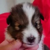 シェットランドシープドッグ