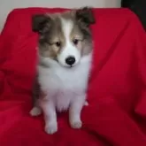 シェットランドシープドッグ