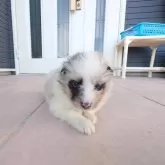 シェットランドシープドッグ【静岡県・女の子・2025年10月31日・ブルーマール】の写真4