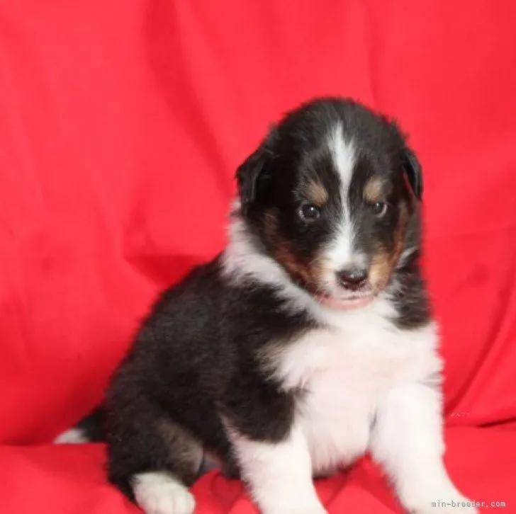 ID：2310-01813の子犬