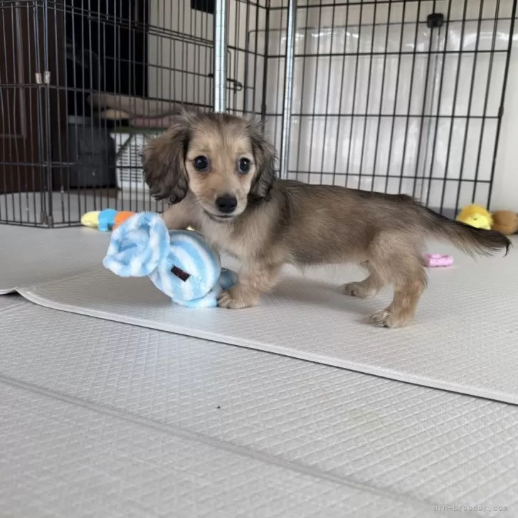 ID:2501-01089の子犬