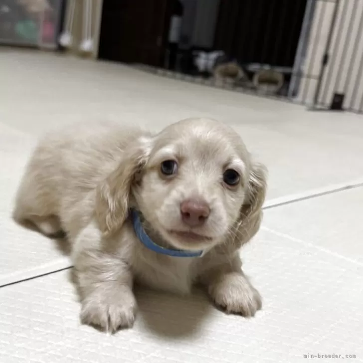 サン 様のお迎えした子犬