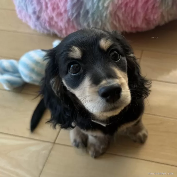 ID：2401-00479の子犬