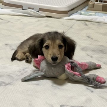 カニンヘンダックスフンド(ロング)【東京都・男の子・2023年8月11日・シェーデッドイエロー】の写真「ちょっと訳ありな男の子」