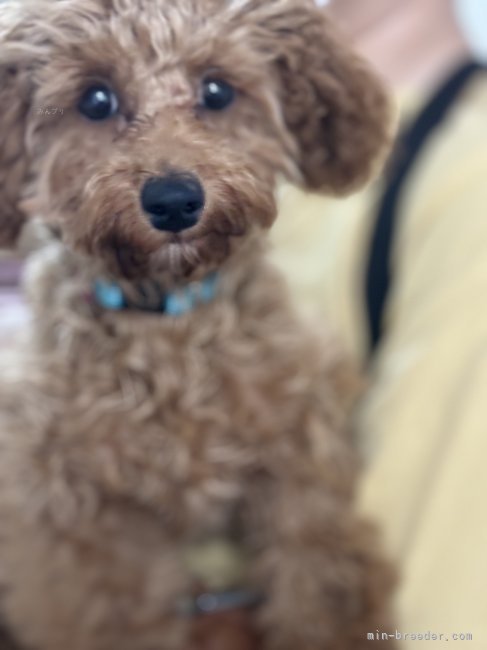 谷本麻依ブリーダーのブログ：狂犬病ワクチン行ってきました！