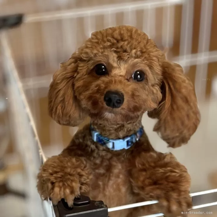 ID:2402-02020の子犬
