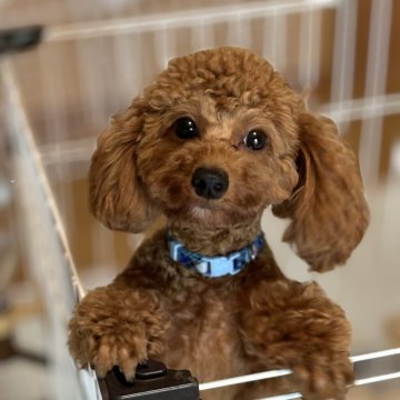 トイプードル(トイ)【愛媛県・男の子・2023年12月30日・アプリコット】の写真「ママ似の甘えん坊で元気いっぱいの男の子です。」