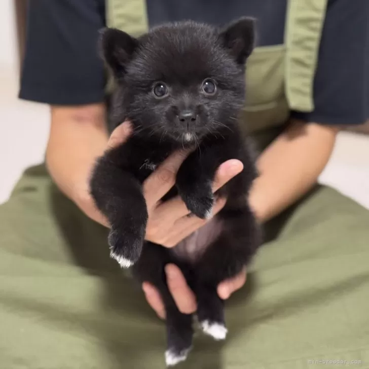 ポメ柴(ポメラニアン×柴犬)【香川県・男の子・2025年8月12日・ブラック】の写真1「足先、口の下、お腹あたりに少し白い毛があります☺️」