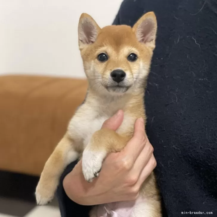 K.T 様のお迎えした子犬