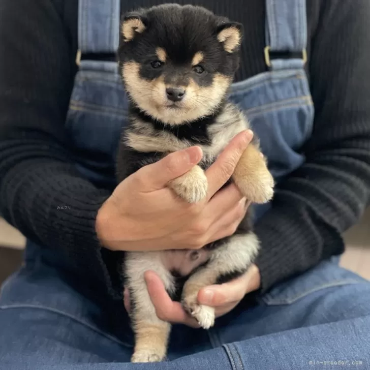 ID:2501-03145の子犬