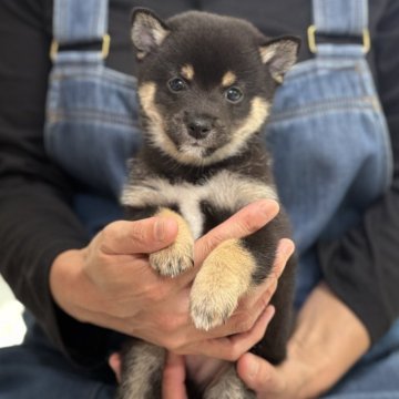 柴犬(豆柴)【香川県・男の子・2025年2月18日・黒】の写真「人懐っこい黒豆柴ちゃん😊」