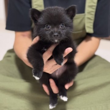 ポメ柴(ポメラニアン×柴犬)【香川県・男の子・2025年8月12日・ブラック】の写真「ポメと豆柴のミックス君です☺️」