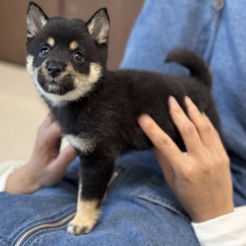 柴犬(豆柴)【香川県・女の子・2025年2月18日・黒】の写真「お転婆さんな甘えた豆柴ちゃん😊」