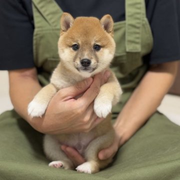 豆柴【香川県・男の子・2025年8月13日・赤】の写真「男前な豆柴ちゃん☺️」