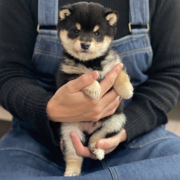 柴犬(豆柴)【香川県・男の子・2024年11月22日・黒】の写真「イケメン黒豆柴ちゃん🥰」