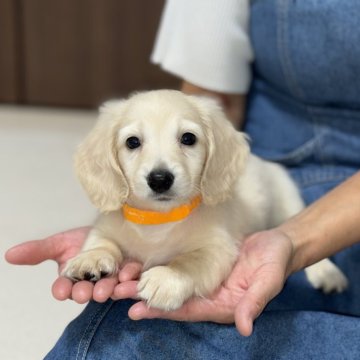ミニチュアダックスフンド(ロング)【香川県・男の子・2025年7月16日・イエロー】の写真「父カニンヘン母ミニチュアの白っぽいイエロー君☺️」