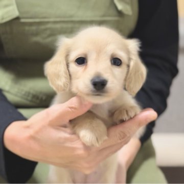 カニンヘンダックスフンド(ロング)【香川県・女の子・2025年9月10日・イエロー】の写真「甘えたちゃんのカニンヘンダックスちゃん🥰」