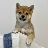 豆柴
