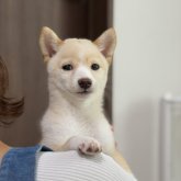 柴犬(豆柴)